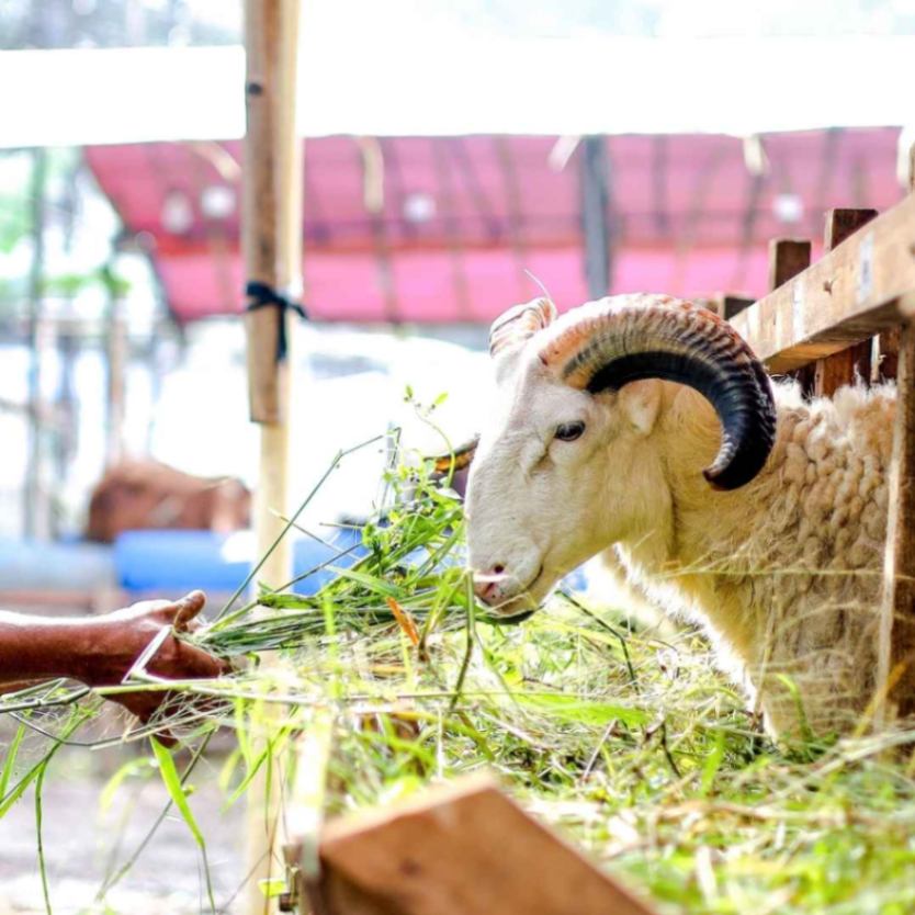 Kandang Al-Barokah Farm